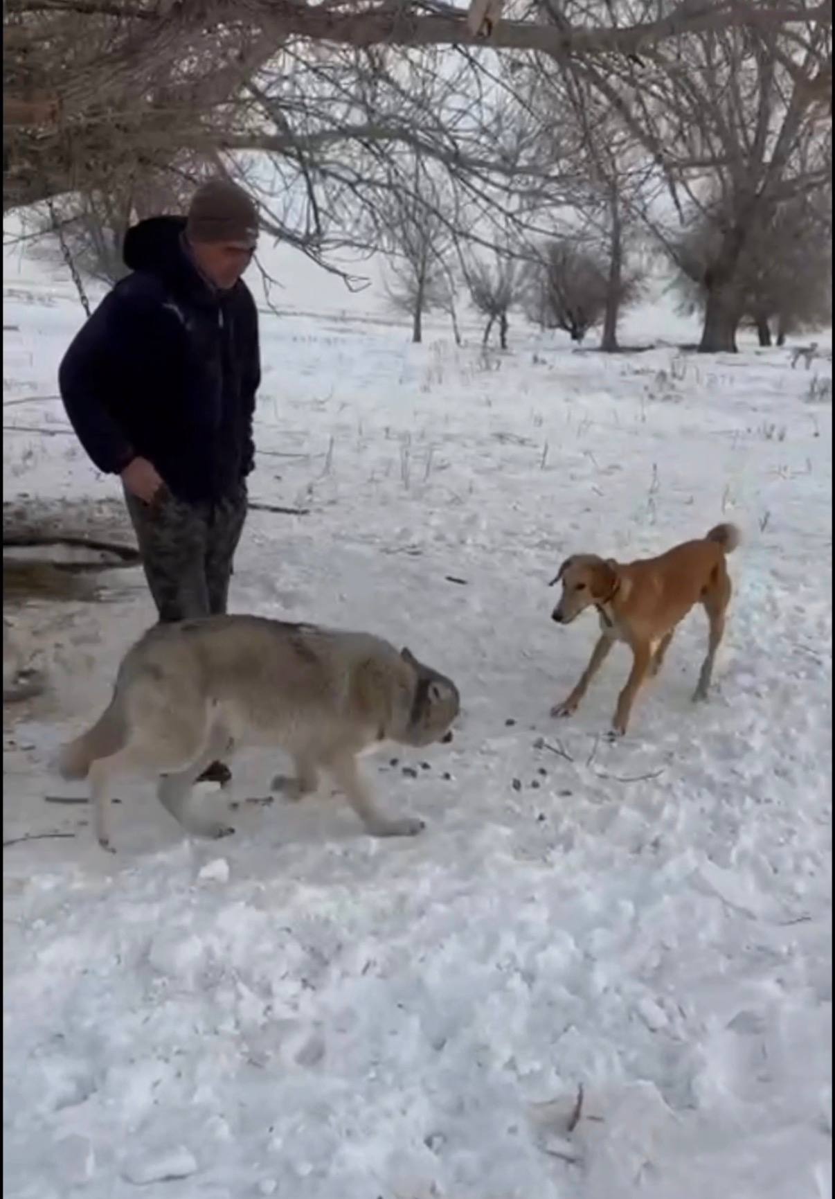 Волк на привязи — жителя области Абай заподозрили в жестоком&hellip;