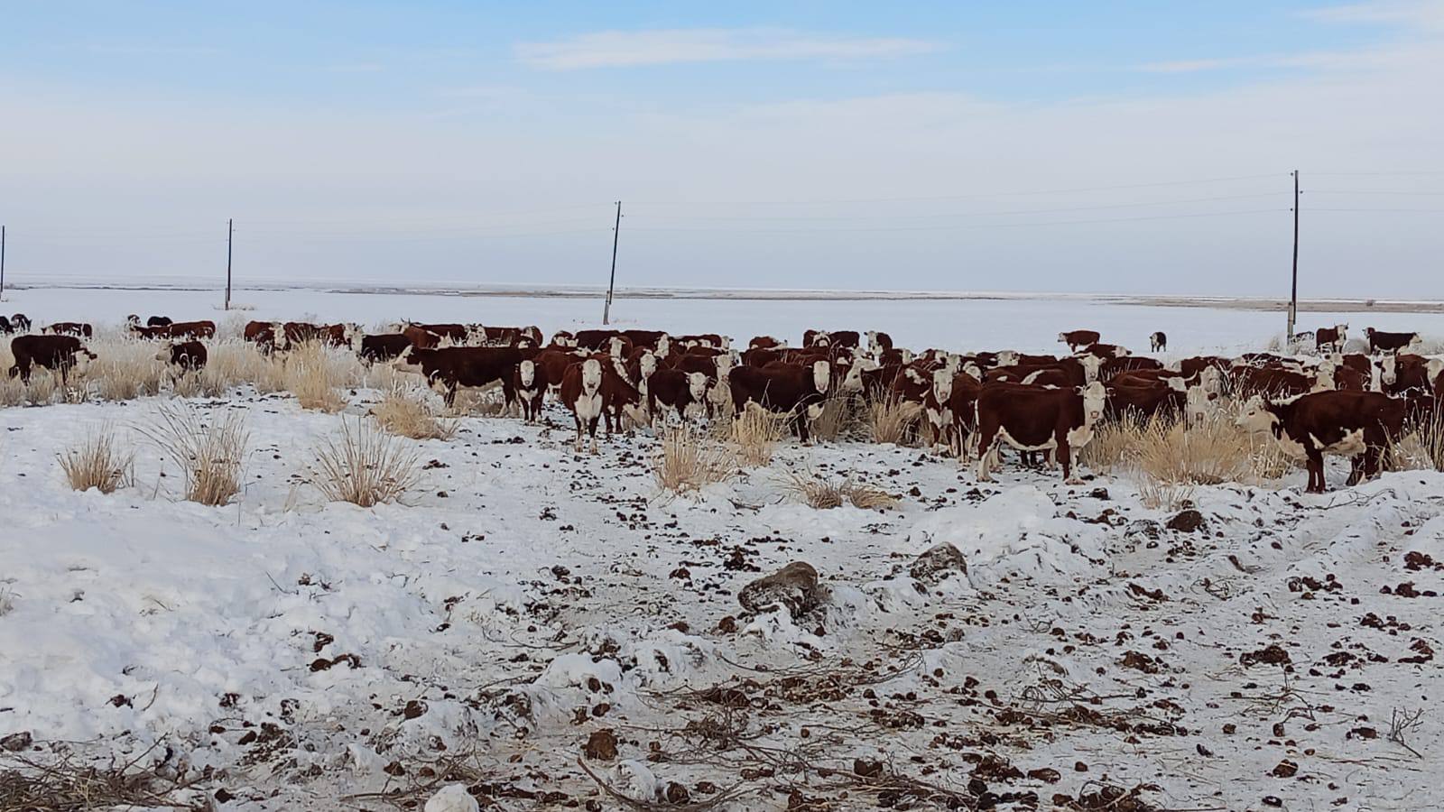 Рога и копыта — в области Абай наблюдается рост племенных&hellip;