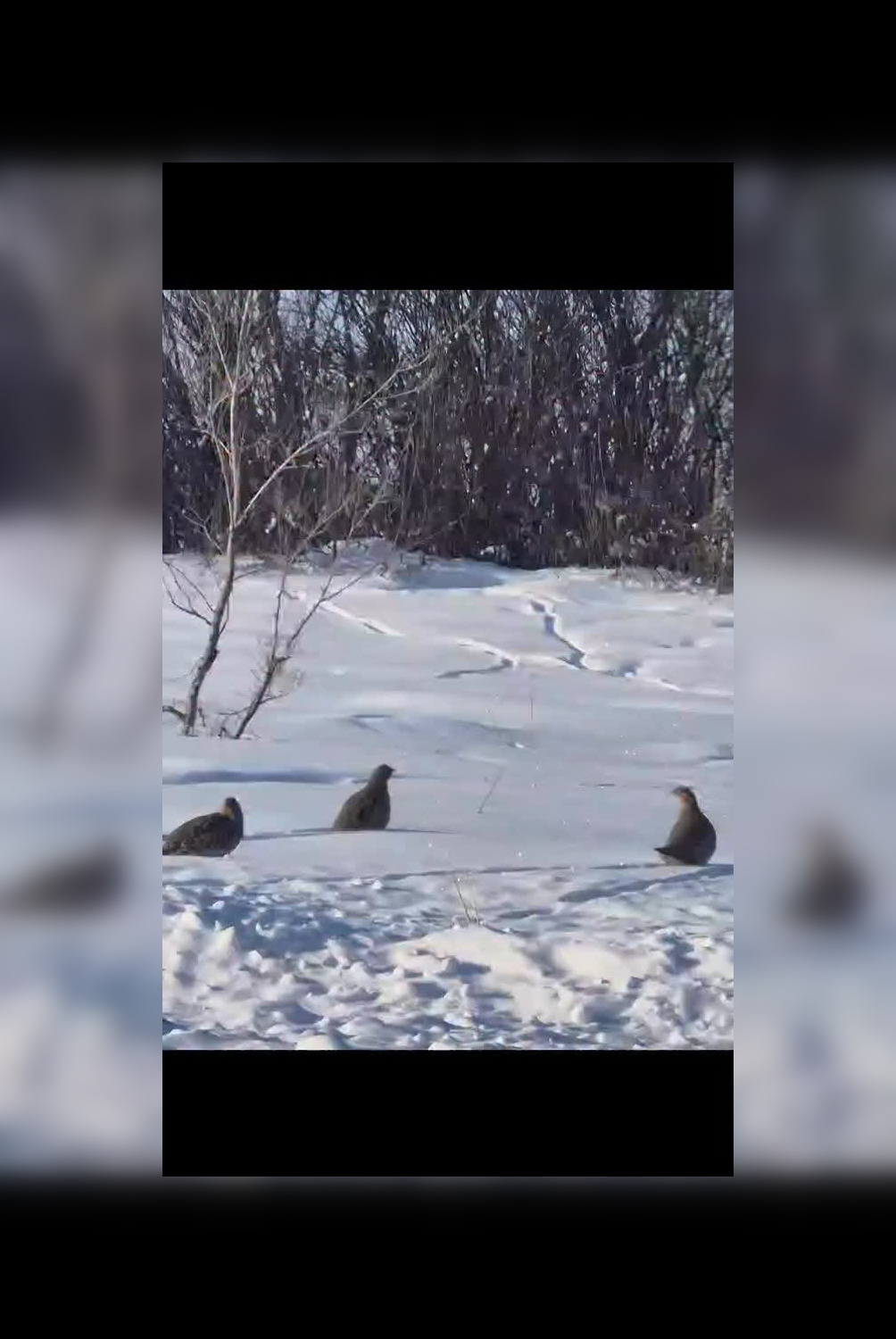 Серая куропатка – частый гость резервата «Семей орманы» попал в&hellip;