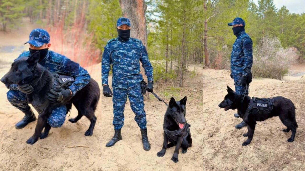 Четвероногие на службе: в области Абай раскрыли 31 дело с&hellip;