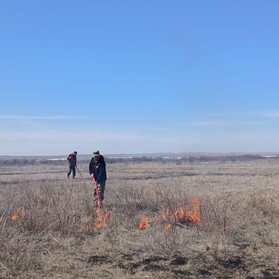Пламя вдоль дорог: в области Абай проводят плановый отжиг травы